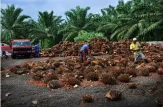 Harga TBS Sawit di Sumut Melonjak, Tembus Rp 3,847.69/Kg