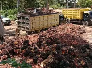 Harga TBS Sawit Swadaya di Sumut Makin Tertekan