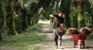 Perusahaan Sumber Data Libur, Harga TBS Sawit Mitra Swadaya di Riau Tak Berubah
