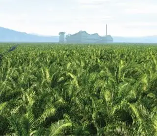 Menimbang Kebijakan Perluasan Perkebunan Sawit