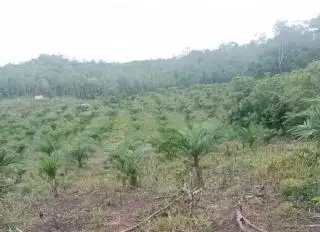 Guru Besar UGM Tolak Deforestasi untuk Perluasan Perkebunan Sawit