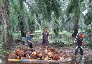Harga TBS Sawit Swadaya di Sumut Terjerembab