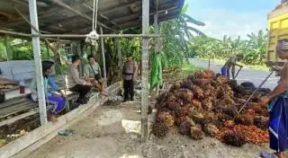 Lahan Terbatas dan Rawan Konflik, Kendala Perluasan Kebun Sawit di Kotim