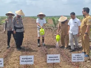 Musim Mas Ikut Dukung Program Tumpang Sari Jagung di Lahan Sawit