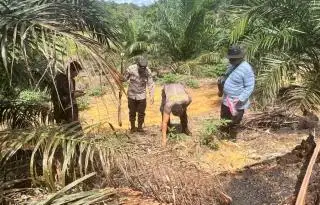 Jagung Hibrida Ditanam Secara Tumpang Sari di Kebun Sawit Warga Tayan Hulu