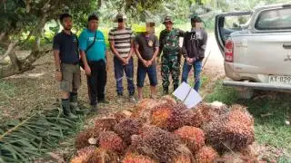 Gelapkan Buah Sawit, Tiga Karyawan PT PMM 'Gol'
