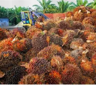 Periode II Maret, Harga TBS Sawit Kalbar Ditetapkan Rp 3.385,47/Kg
