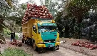 Pertahankan ANKT, Disbun Berau Pelototi Perusahaan Perkebunan