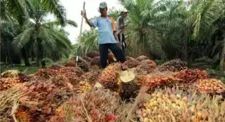 Periode II Maret 2025, Harga TBS Sawit di Sumsel Naik Tipis