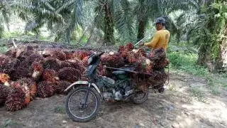 Naik Tipis, Harga TBS Sawit Sumbar Ditetapkan Rp 3.736,03/Kg