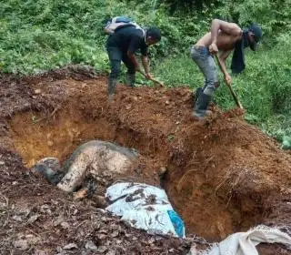 PT Rapala Tegaskan Gajah Liar Mati di Luar HGU