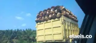 Aduh! Harga Minyak Sawit Malaysia Tiarap Lagi, Sudah 3 Hari Turun Nih...