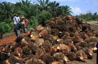 Harga CPO dan Kernel Tertekan, Harga TBS Sawit di Kaltim Terkoreksi