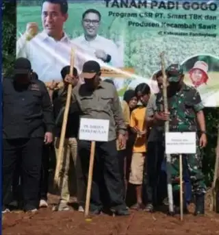 Jaga Keberlanjutan Produksi, Perusahaan dan Produsen Benih Sawit Kembali Tanam Padi Gogo