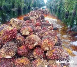 Palas Rajai Harga Kelapa Sawit Swadaya di Provinsi Sumut