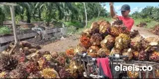 Periode ke-2 Juni, Harga Kelapa Sawit Kalbar Dibeli Rp3.071.24/kg