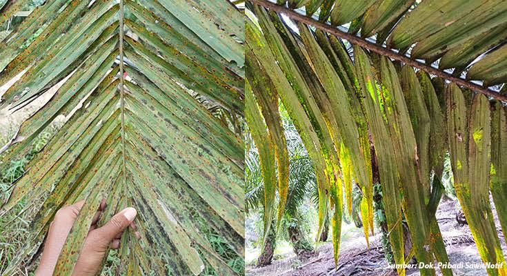 Daun Sawit Menguning dan Kering? Waspadai Defisiensi Kalium