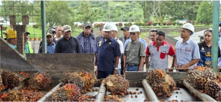 11 Investor Sawit Terdaftar di Jayapura, 4 Belum Beroperasi Maksimal