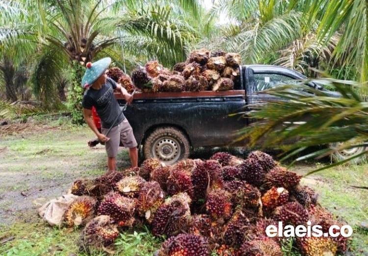 Harga Sawit Kaltim Merangkak Naik Periode Ini