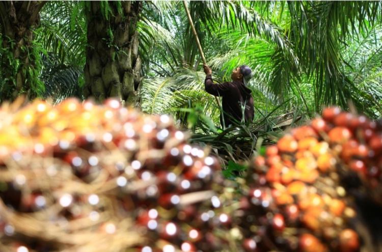 Harga TBS Sawit Aceh Periode II Agustus Naik Signifikan, Simak Daftarnya