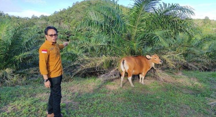 Integrasi Sapi-Sawit Jadi Alternatif Pemenuhan Kewajiban 20 Persen Plasma
