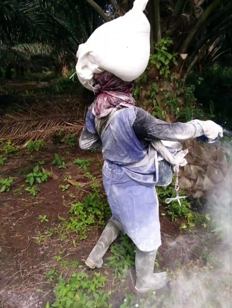 Begini Cara Pemupukan Sawit TM yang Benar Versi PPKS