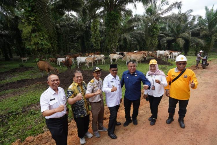13 Perusahaan di Kalsel Teken Komitmen Penerapan Integrasi Sapi–Sawit