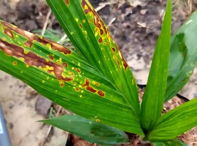 Bercak Daun Hantui Bibit Sawit, Petani Banyuasin Didorong Tinggalkan Pestisida