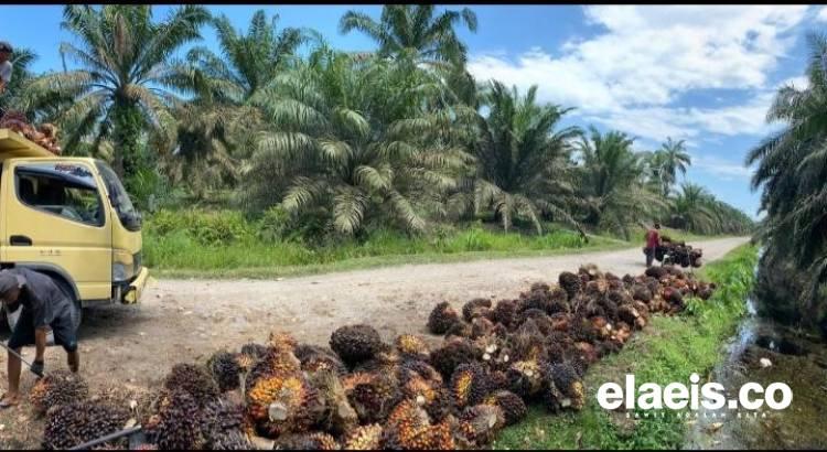 Periode Pertama September, Harga Sawit Babel Rp3.491/kg