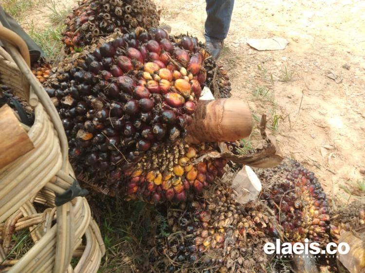 Tiongkok Kepincut Sawit hingga Walet Indonesia