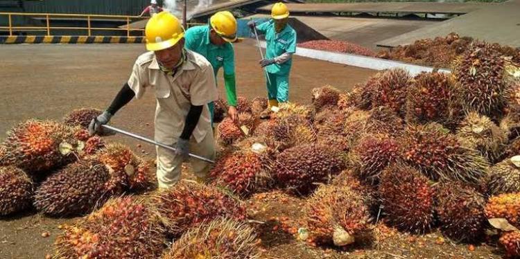 GAPKI: Hadapi EUDR Perusahaan Sawit Sudah Siap, Tapi Petani Masih Keteteran
