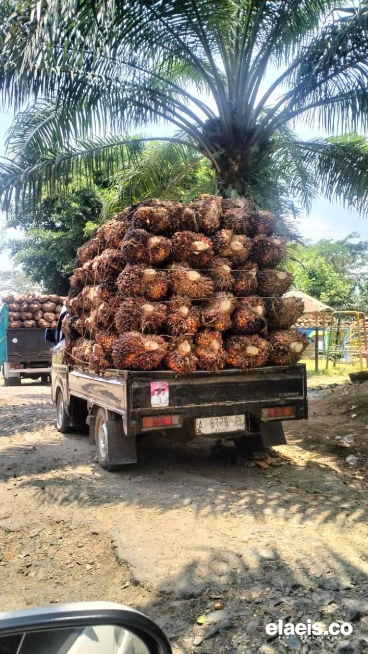 Turun Tipis, Periode Pertama di 2026 Sawit Sumut Dibeli Rp3.437,53/kg