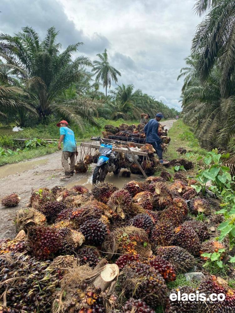 Harga Sawit Jambi Turun Minggu Ini