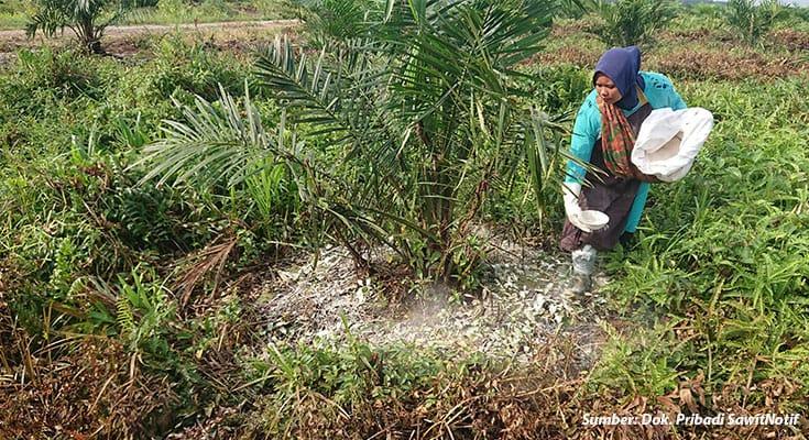 Kenapa Pupuk Banyak Tapi Hasil Tetap Gitu-Gitu Aja? Ini Jawaban Mengejutkan Ahli