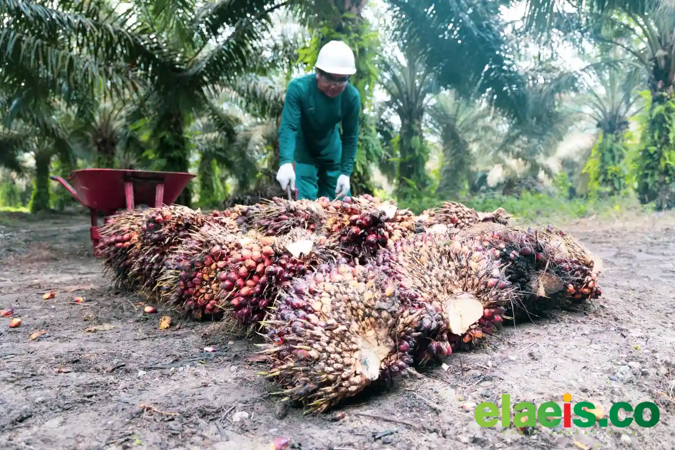 Petani Berau Butuh Perhatian Serius