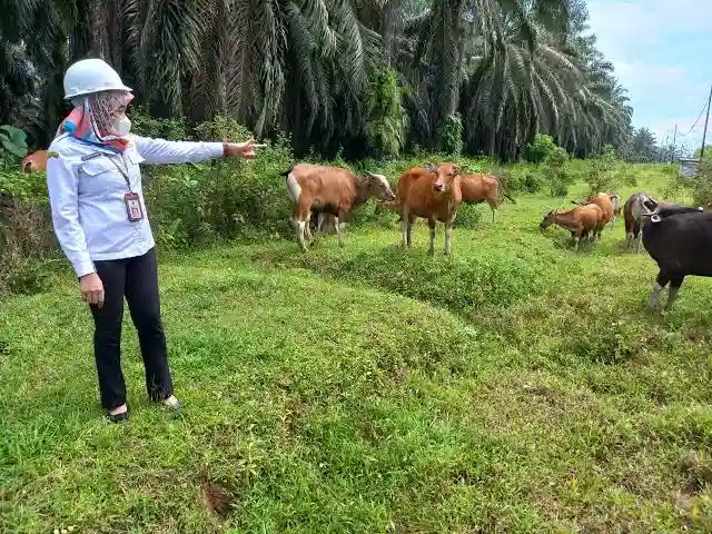 Sawit RI Bisa Tampung 2 Juta Sapi, 19 Klaster SISKA Digeber Pemerintah