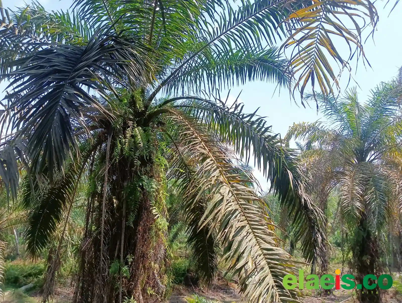 Salah Pilih Bibit, Tak Sedikit Petani Sawit di Berau Merugi