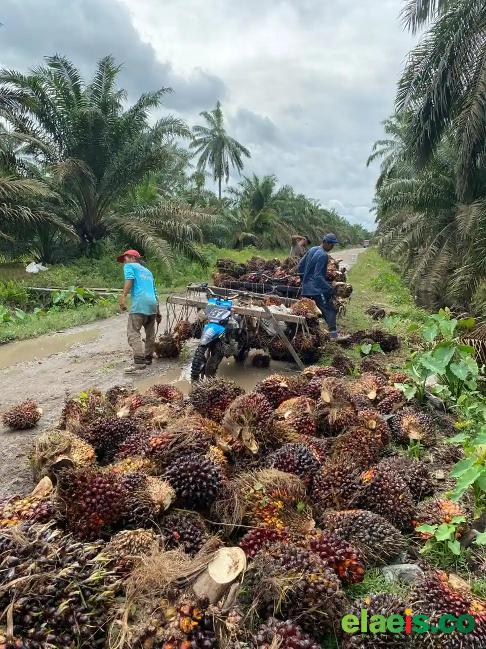 CPO Melemah, Harga Sawit Plasma di Sumut Turun Tipis