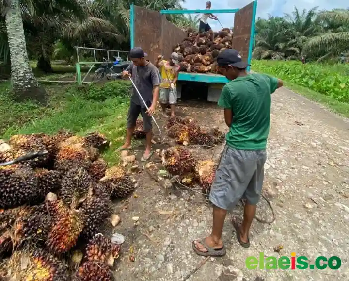 Turun Tipis, Harga Sawit Plasma Riau Dibeli Rp3.866,90/kg