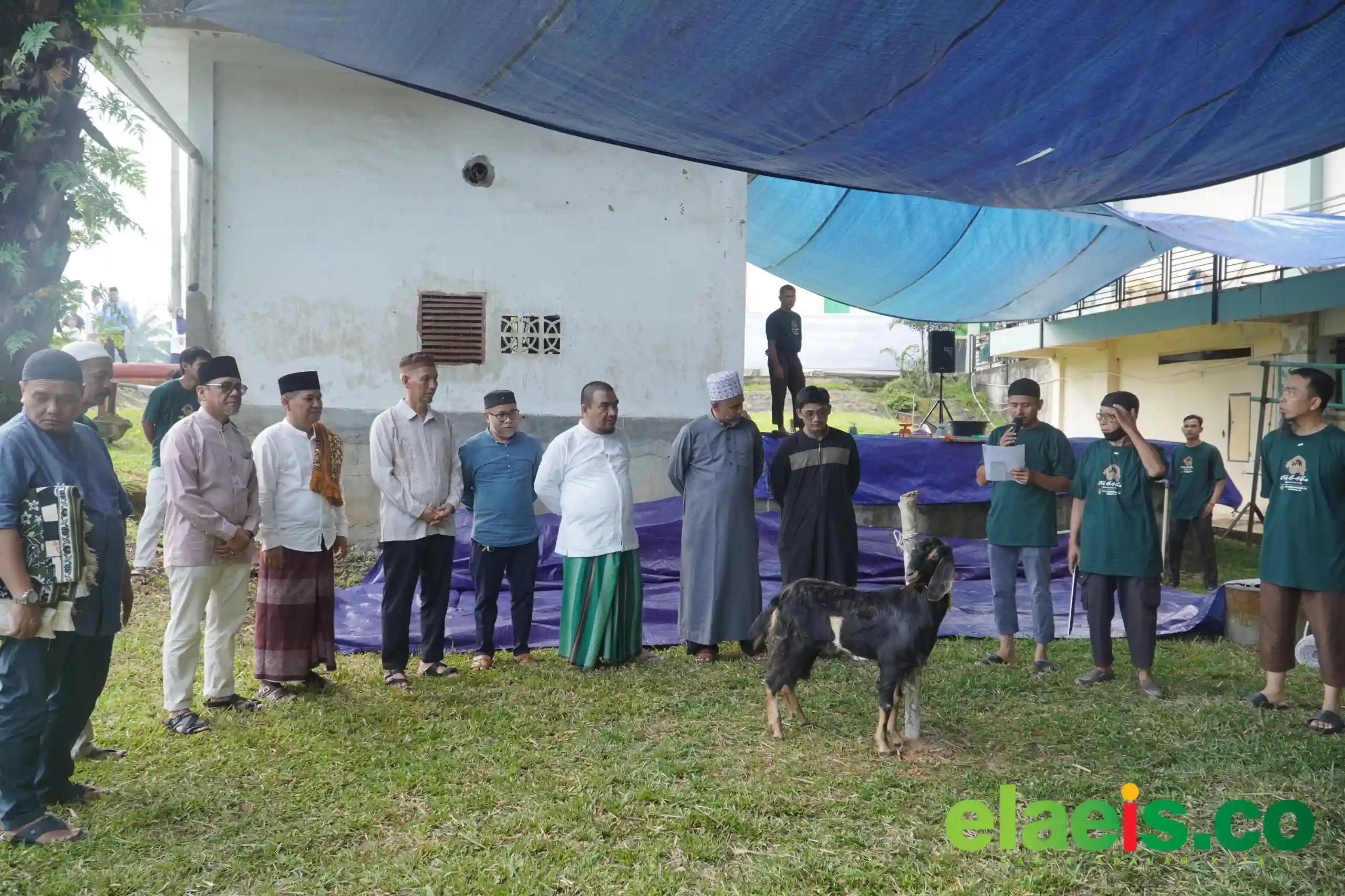 Idul Adha 1447 H, PTPN IV Regional IV Sembelih 7 Sapi dan 3 Kambing Kurban untuk Warga dan Karyawan