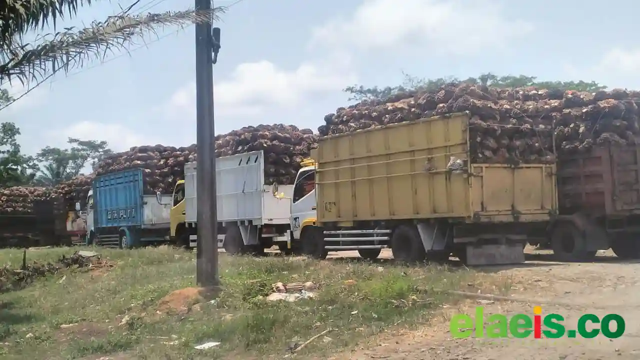 Walkout Saat RDP, Disbun Sulbar Mengaku Terjadi Mis Informasi