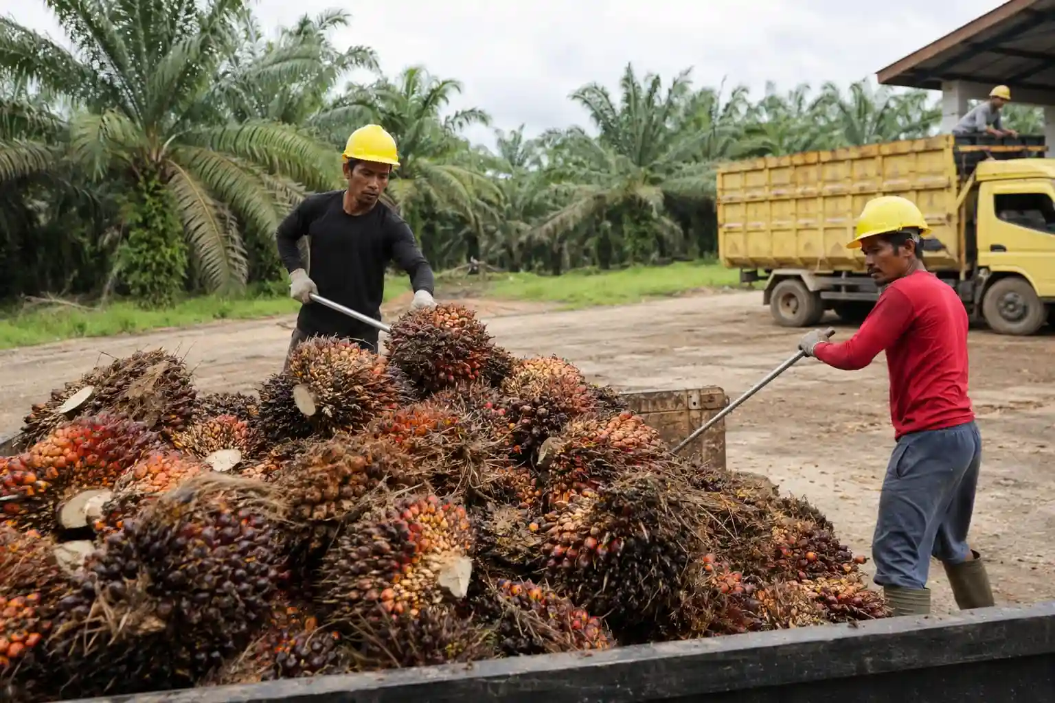 Petani Sawit Minta PT DSI Cuma Jadi Pengawas, Bukan Penentu Harga Ekspor