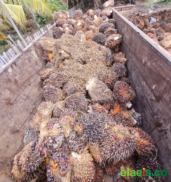 Sepekan Ini, Sawit Sumbar Dibeli Rp3.855,31/kg