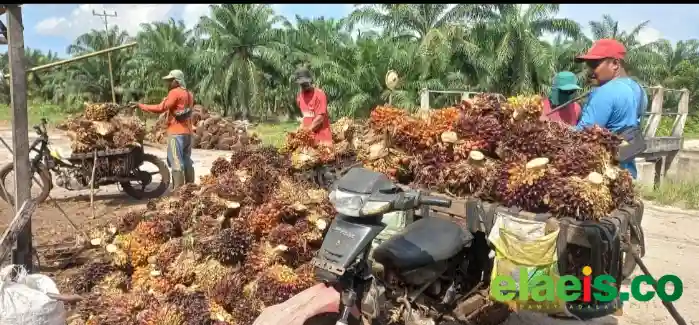 Serapan Produksi Sawit Masih Aman di Riau