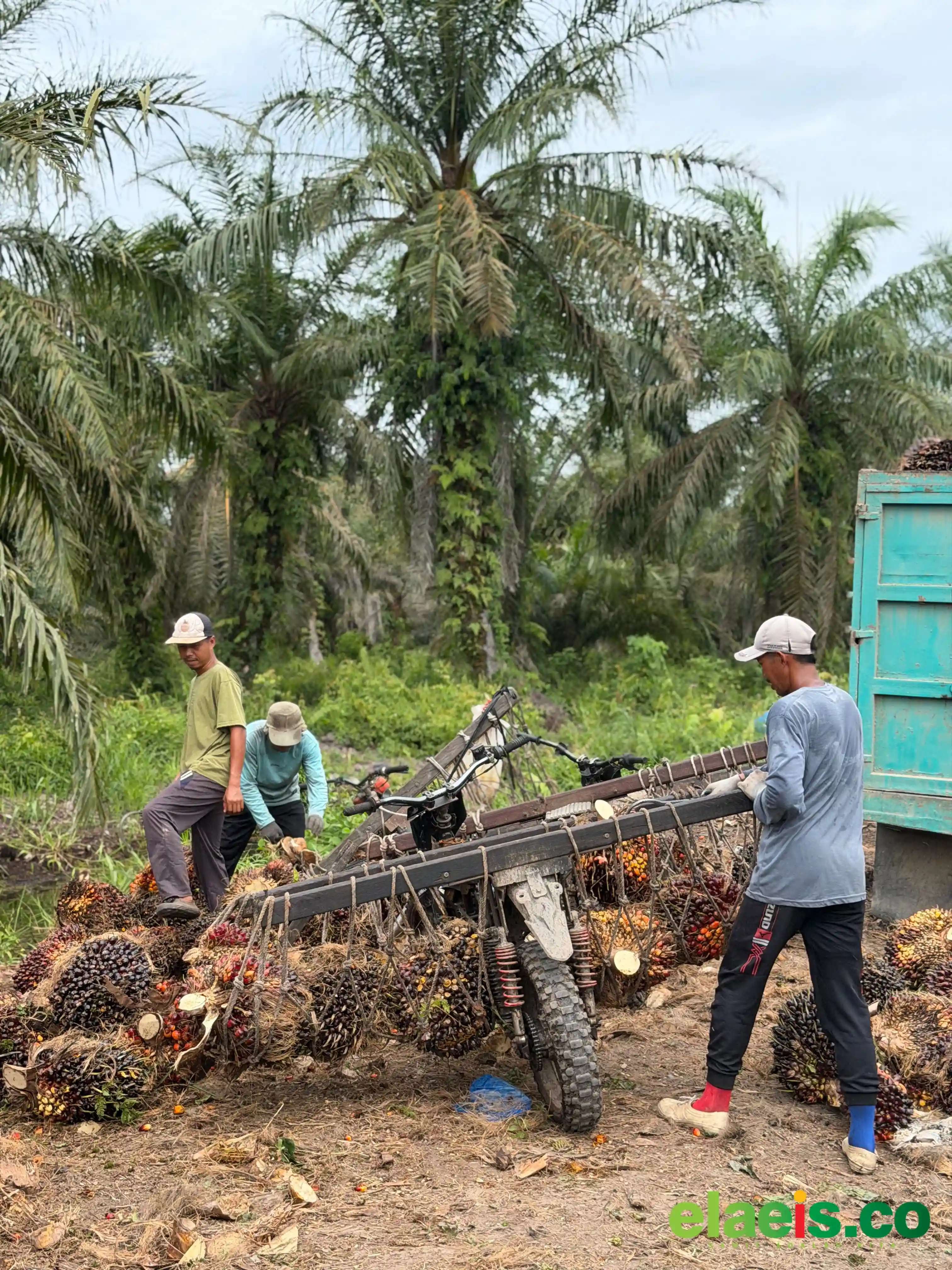 Naik Lagi, Sawit Plasma Sumut Dibeli Rp3.879,39/kg