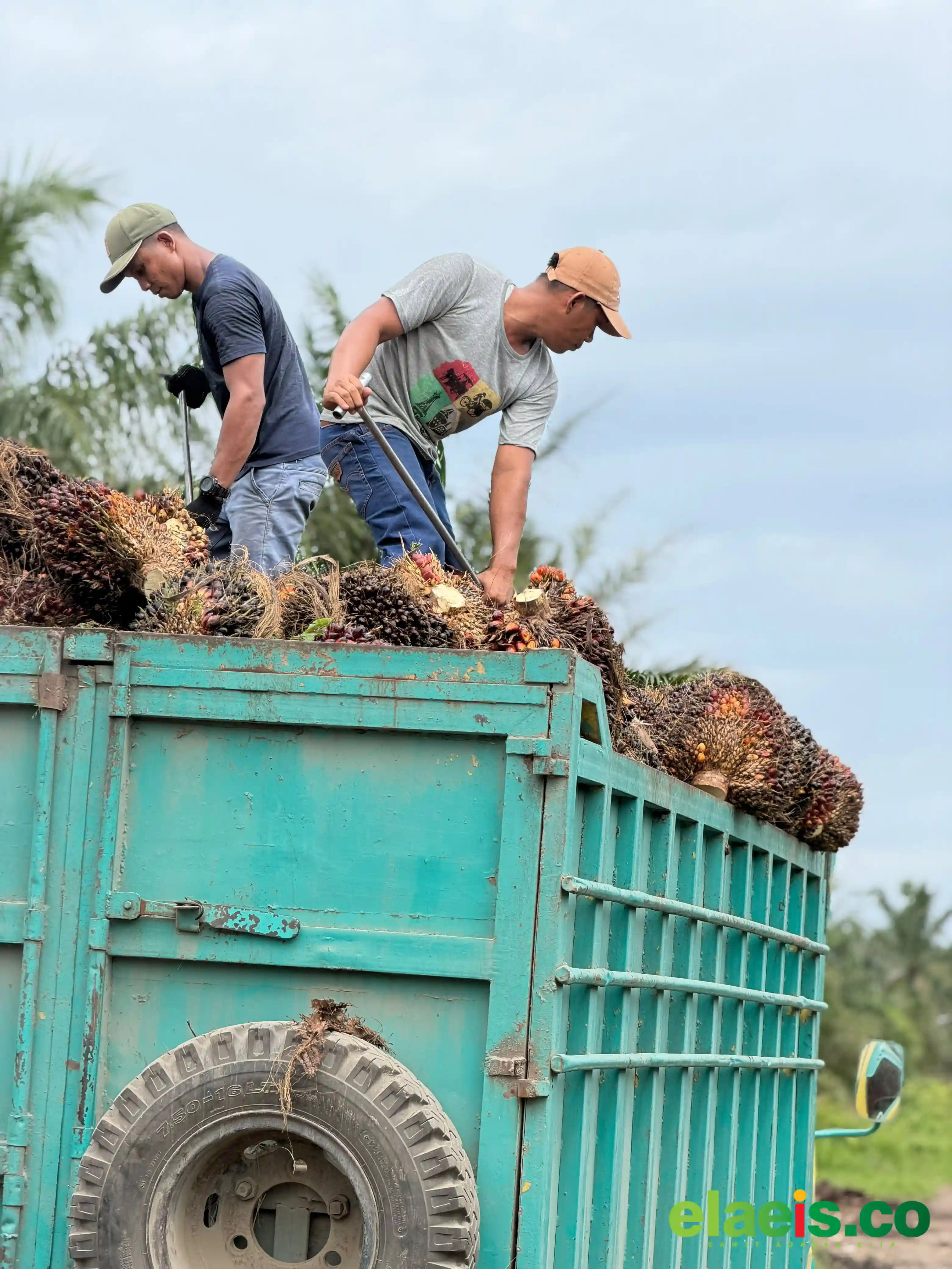 Harga Sawit Jambi Tembus Rp3.706,58/kg