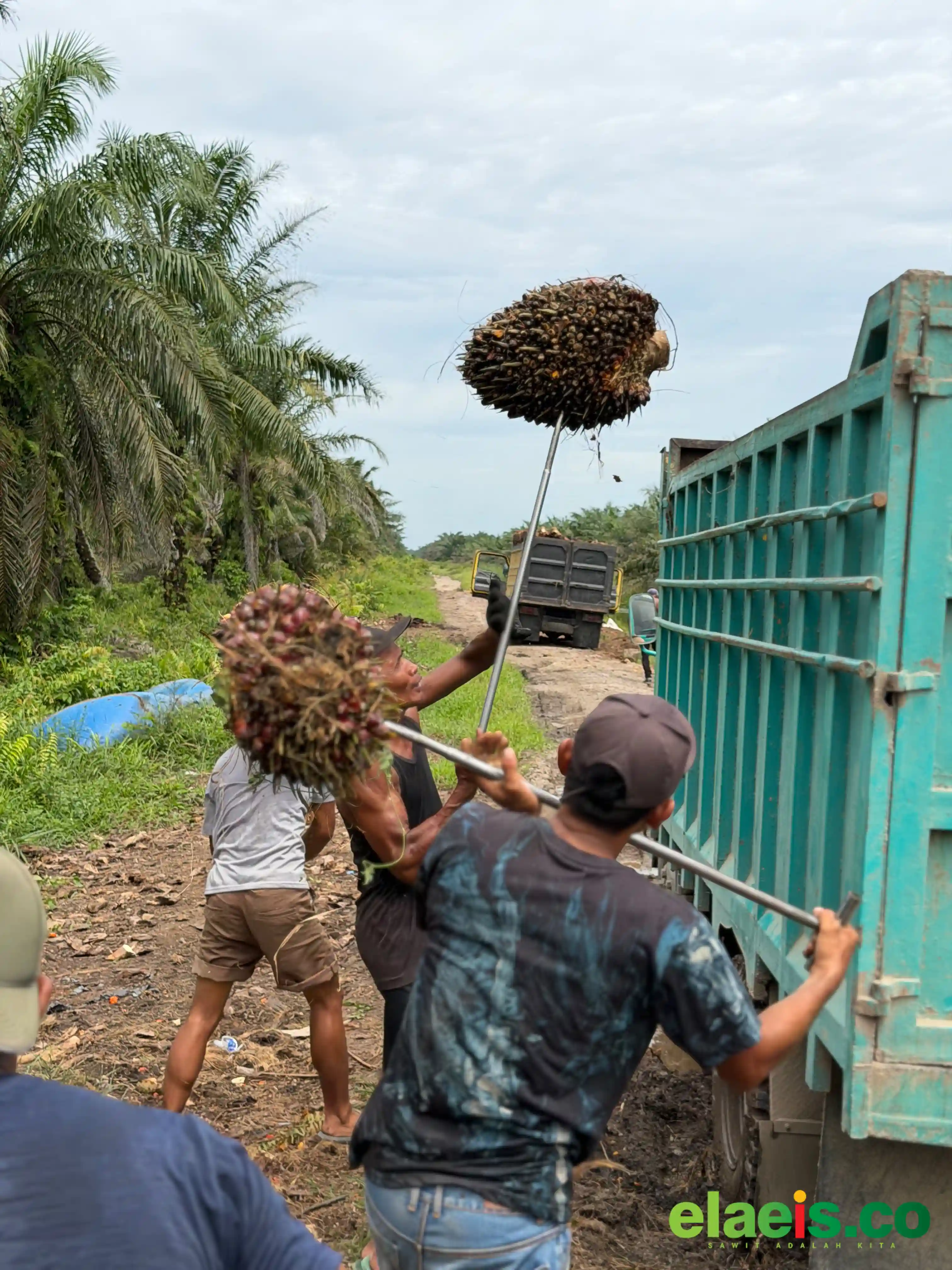 Harga Sawit di Jambi Cenderung Stabil
