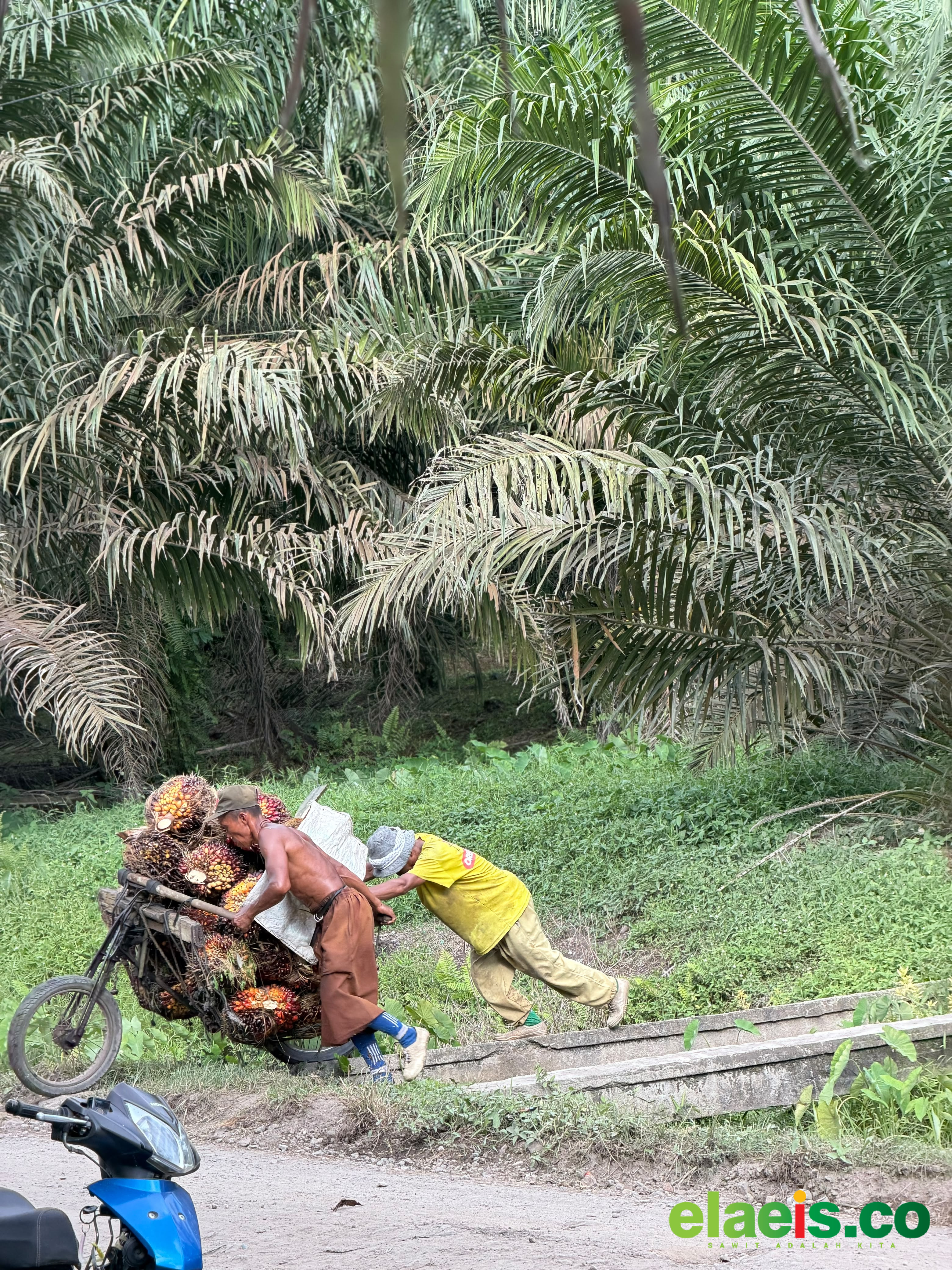 Jadi Komoditi Andalan, Begini Tantangan Kelapa Sawit Kedepan