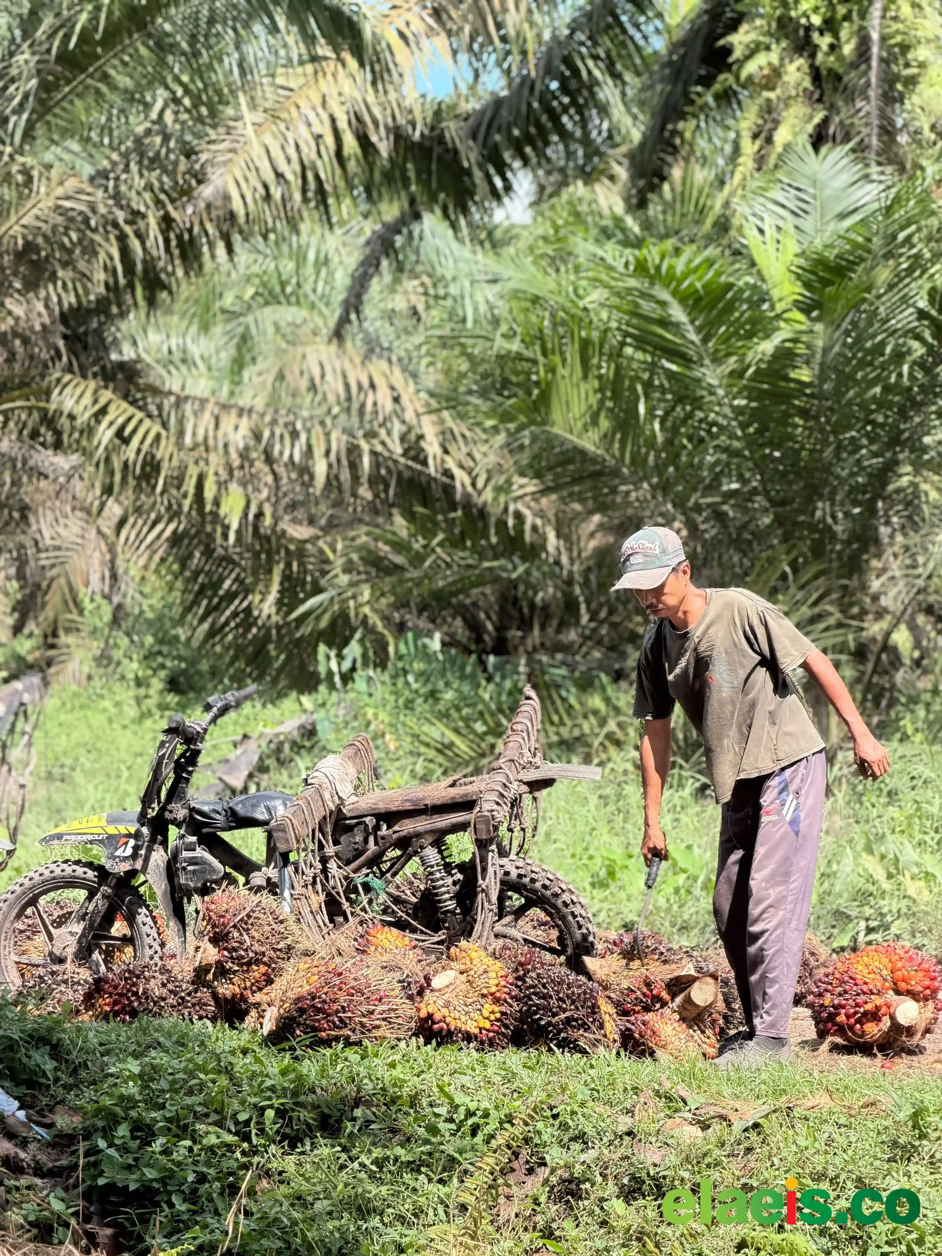 Produksi Stabil, Harga Sawit Aceh Makin Moncer Minggu Ini