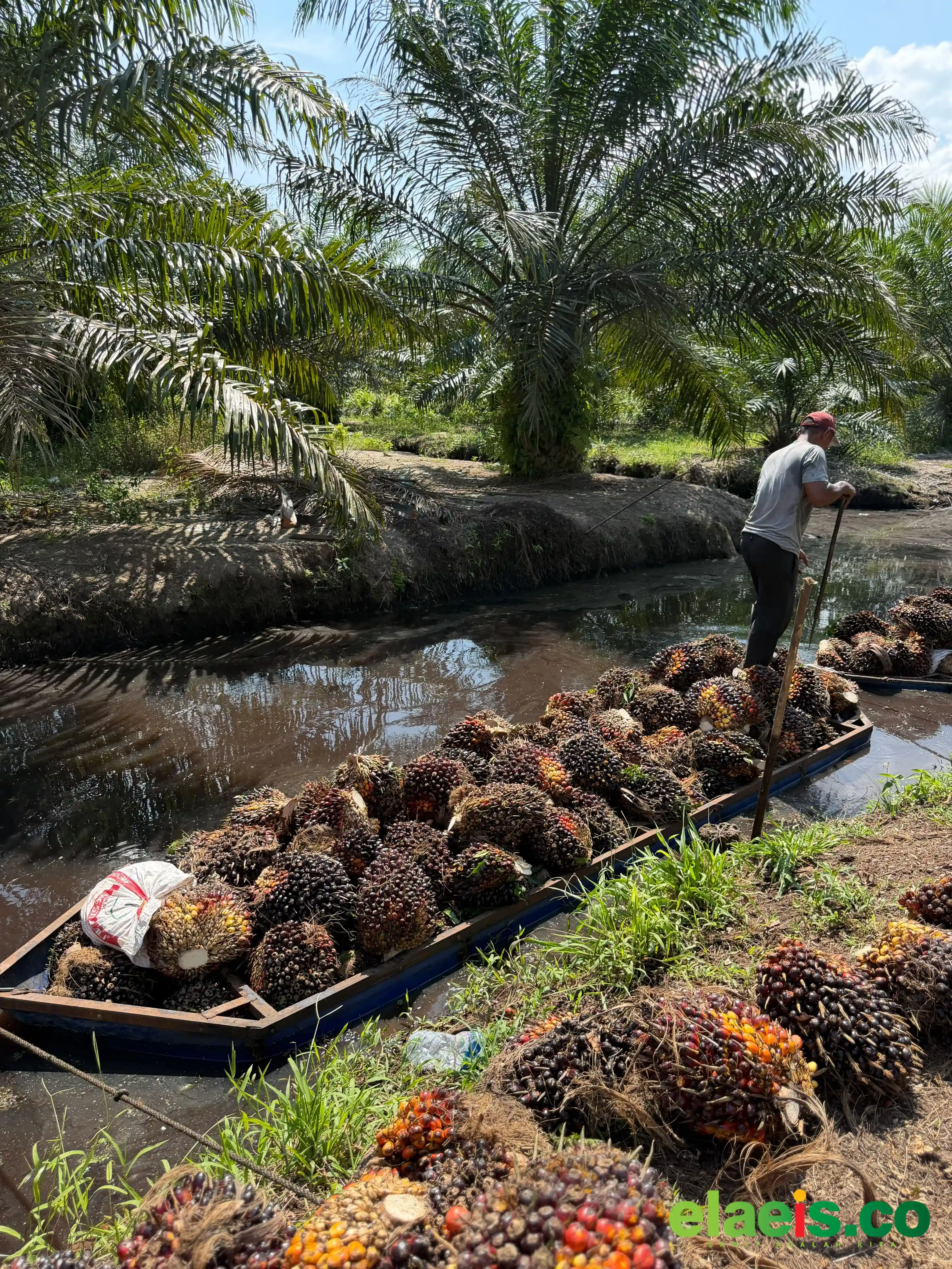 Apkasindo Sepakat DBH Rp100/kg, Tapi Begini Syaratnya